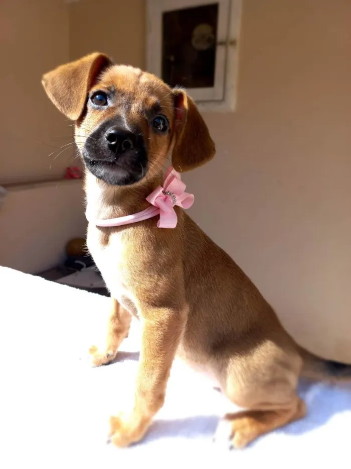 Cachorro ra a SRD idade 2 a 6 meses nome AMORA