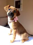 AMORA