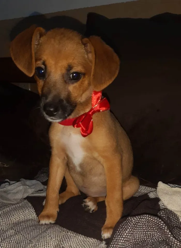 Cachorro ra a SRD idade 2 a 6 meses nome AMORA