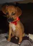 AMORA