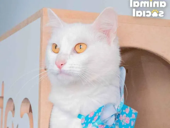 Gato ra a SRD idade 1 ano nome AQUILA
