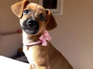 Cachorro raça SRD idade 2 a 6 meses nome AMORA