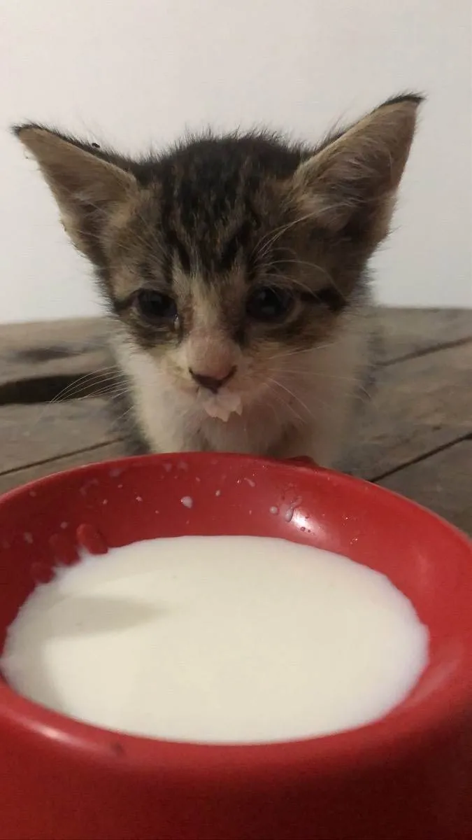 Gato ra a Gato idade Abaixo de 2 meses nome Não tem 