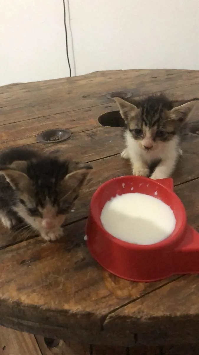 Gato ra a Gato idade Abaixo de 2 meses nome Não tem 