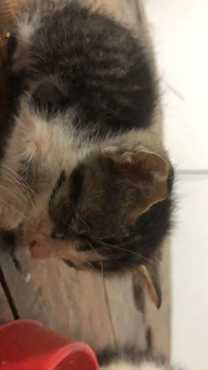 Gato ra a Gato idade Abaixo de 2 meses nome Não tem 