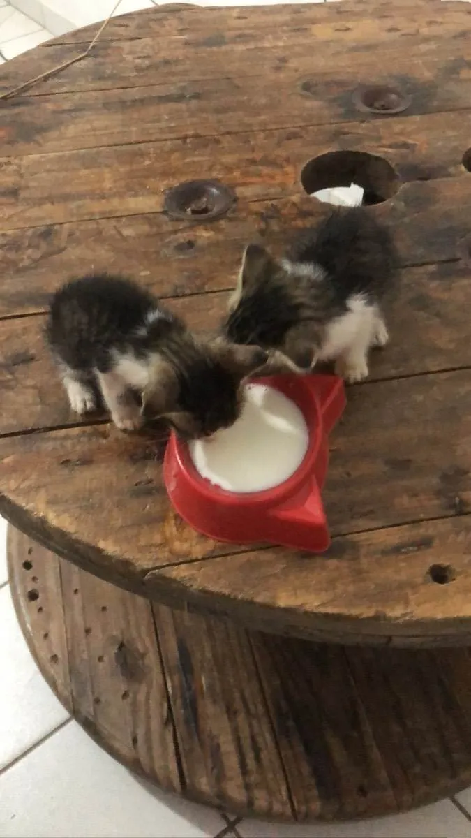 Gato ra a Gato idade Abaixo de 2 meses nome Não tem 