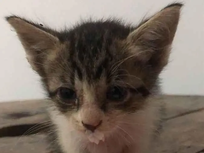 Gato ra a Gato idade Abaixo de 2 meses nome Não tem 