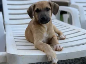 Cachorro raça SRD idade 2 a 6 meses nome Ozzy 