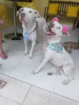 Romeu e Juli