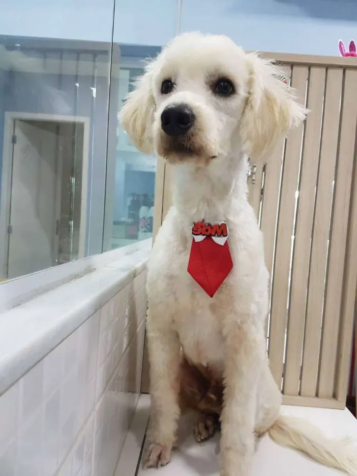 Cachorro ra a Poodle idade 1 ano nome Belo