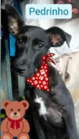 Pedrinho