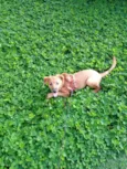 Lilica