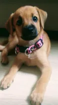 Lilica