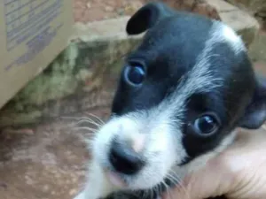 Cachorro raça  idade Abaixo de 2 meses nome Cachorrinhos