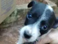 Cachorrinhos
