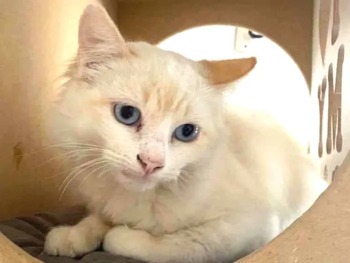 Gato raça Srd idade 7 a 11 meses nome Doris