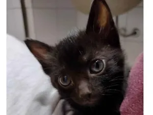 Gato raça SRD idade Abaixo de 2 meses nome Monalisa 