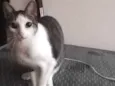 Noé