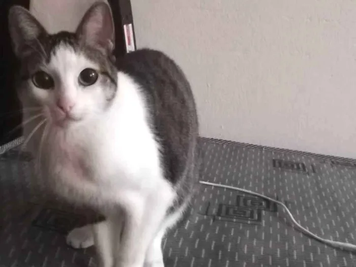 Gato ra a Misto idade 5 anos nome Noé