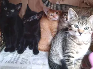 Gato raça Srd idade 2 a 6 meses nome Sarah