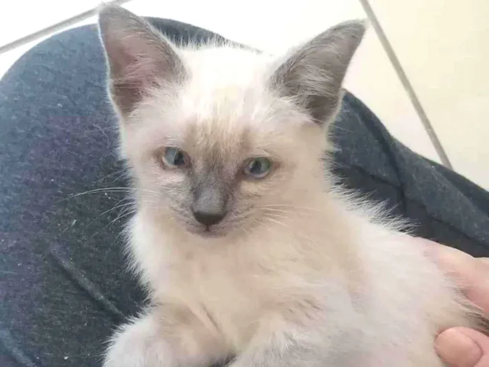 Gato ra a SRD idade 2 a 6 meses nome Juma Marruá 