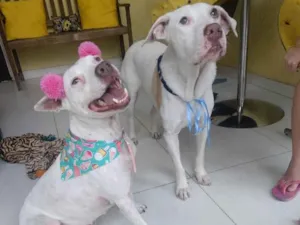 Cachorro raça Pitbull  idade 2 anos nome Romeu e Juli