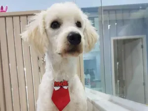 Cachorro raça Poodle idade 1 ano nome Belo