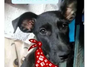 Cachorro raça Srd idade 7 a 11 meses nome Pedrinho