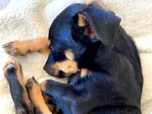 Cachorro raça SRD idade Abaixo de 2 meses nome Loki