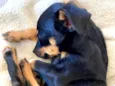Loki