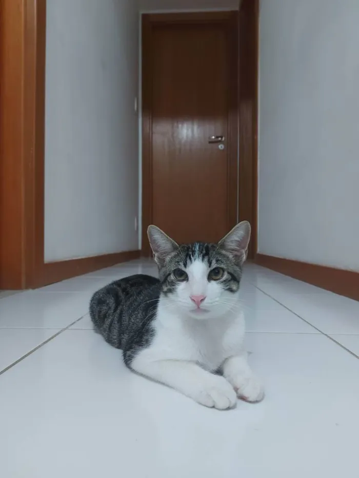 Gato raça Sem raça definida  idade 2 a 6 meses nome Molly - CASTRADO 