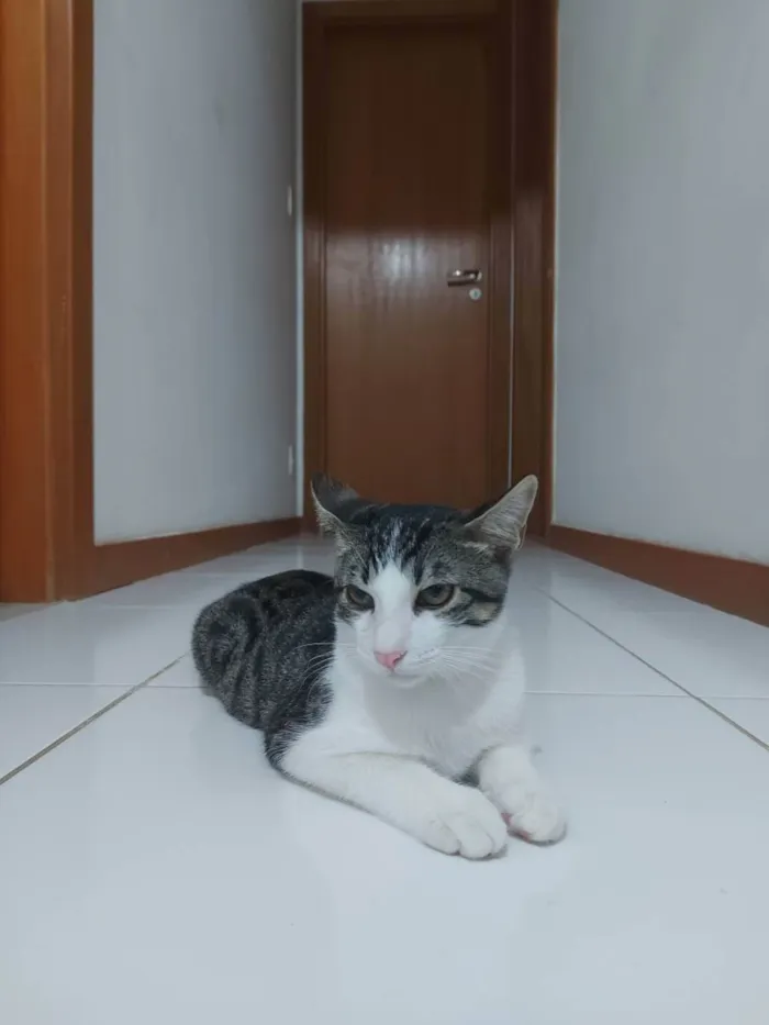 Gato raça Sem raça definida  idade 2 a 6 meses nome Molly - CASTRADO 