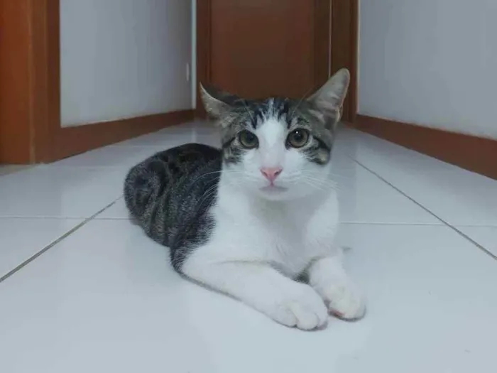 Gato raça Sem raça definida  idade 2 a 6 meses nome Molly - CASTRADO 