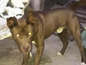 Cachorro raça Pitsky idade 1 ano nome Scott 