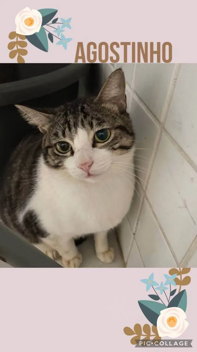 Gato ra a SRD idade 1 ano nome Agostinho 