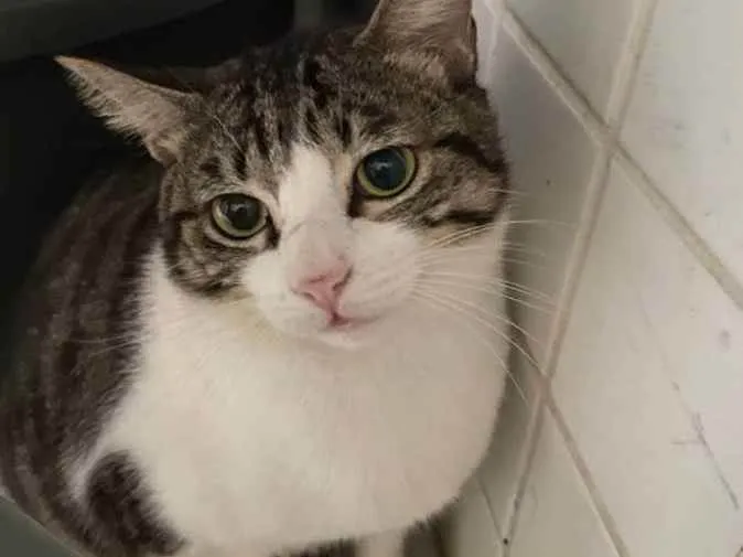 Gato ra a SRD idade 1 ano nome Agostinho 