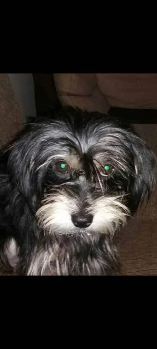 Cachorro ra a Srdf idade 2 anos nome Amora