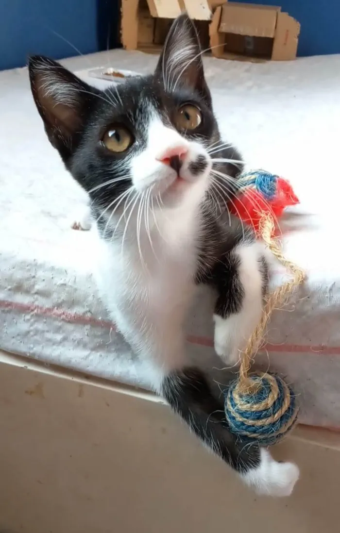 Gato ra a Srd idade 2 a 6 meses nome Levi