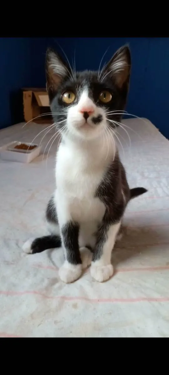 Gato ra a Srd idade 2 a 6 meses nome Levi