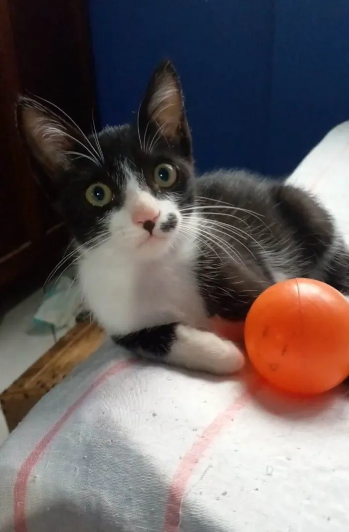Gato ra a Srd idade 2 a 6 meses nome Levi