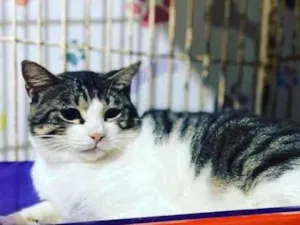Gato raça SRD idade 1 ano nome Agostinho 