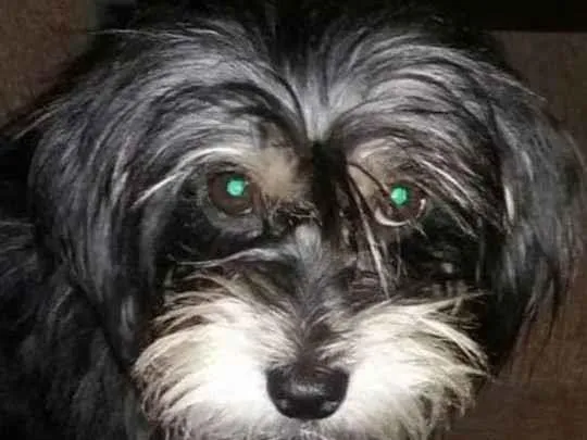 Cachorro ra a Srdf idade 2 anos nome Amora