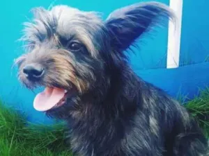 Cachorro raça Srdf idade 2 anos nome Kiara 