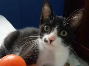 Gato raça Srd idade 2 a 6 meses nome Levi
