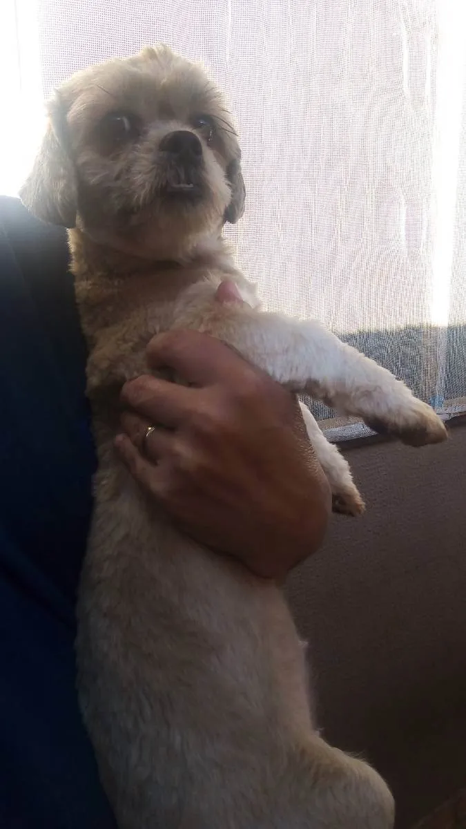 Cachorro ra a Lhasa Apso  idade 2 a 6 meses nome Íris 