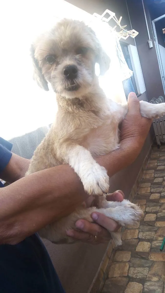 Cachorro ra a Lhasa Apso  idade 2 a 6 meses nome Íris 