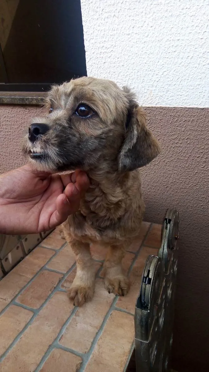 Cachorro ra a Lhasa apso  idade 2 a 6 meses nome Theo