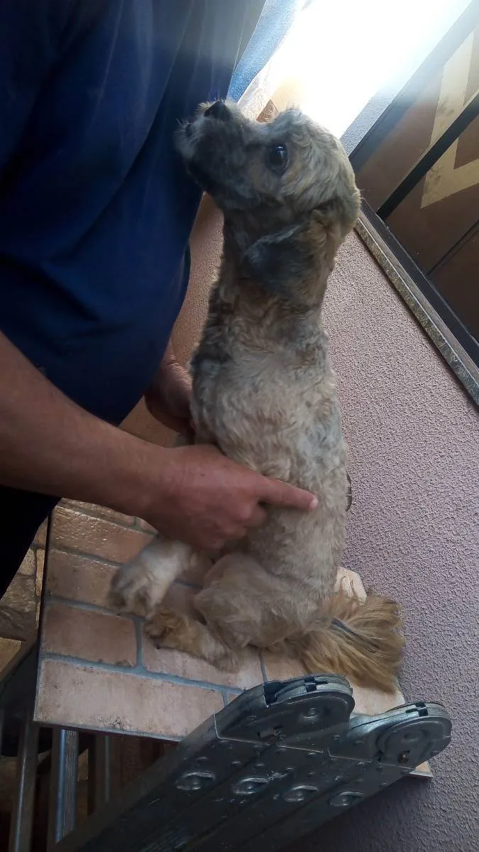 Cachorro ra a Lhasa apso  idade 2 a 6 meses nome Theo