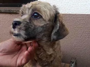 Cachorro raça Lhasa apso  idade 2 a 6 meses nome Theo