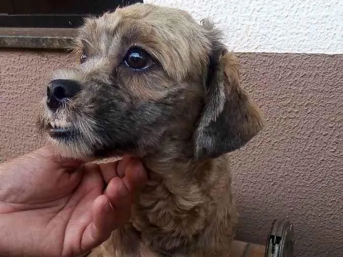 Cachorro ra a Lhasa apso  idade 2 a 6 meses nome Theo
